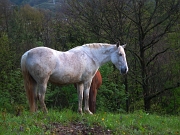 Verso il Monte Sornadello sul SENTIERO ’PASSO LUMACA’ con giro ad anello da Cornalita , sabato 21 aprile 2012 - FOTOGALLERY